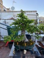 Carpinus bonsai (Carpinus) - Hoogte (boom): 76 cm - Diepte
