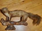 martre des pins Support de corps entier pour taxidermie -, Verzamelen, Nieuw
