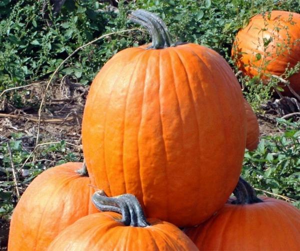 Jason F1 Halloween pompoen zaden, Maison & Meubles, Accessoires pour la Maison | Plantes & Fleurs artificielles