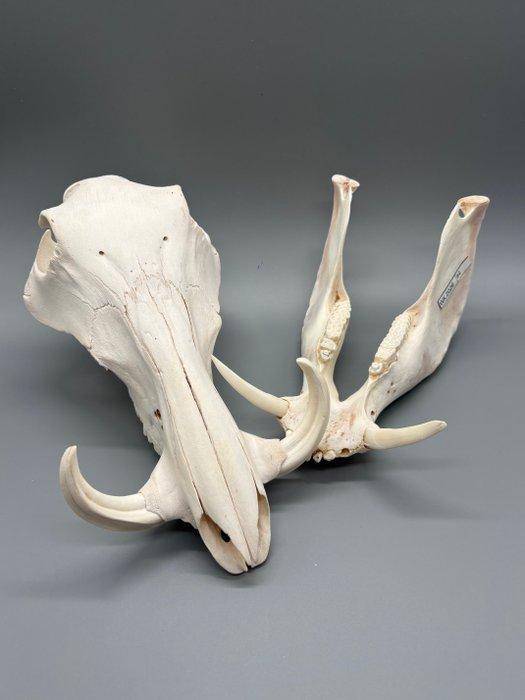 Wrattenzwijn Schedel van een zoogdier - Phacochoerus, Collections, Collections Animaux