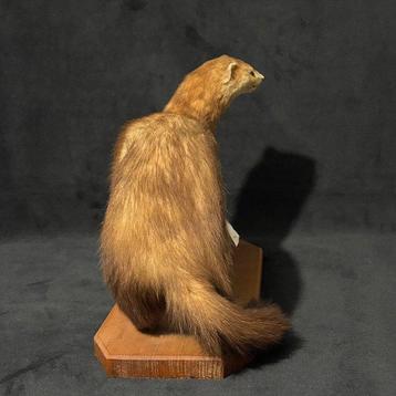 Putois dEurope Support de corps entier pour taxidermie -