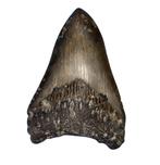 Haai - Fossiele tand - Megalodon - 10.5 cm - 7.39 cm, Verzamelen, Mineralen en Fossielen
