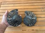 Ammoniet - Fossiel skelet - ammonoidea - 14 cm - 17 cm