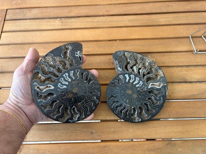 Ammoniet - Fossiel skelet - ammonoidea - 14 cm - 17 cm, Verzamelen, Mineralen en Fossielen