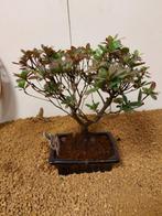 Azalea bonsai (Rhododendron) - Hoogte (boom): 23 cm - Diepte
