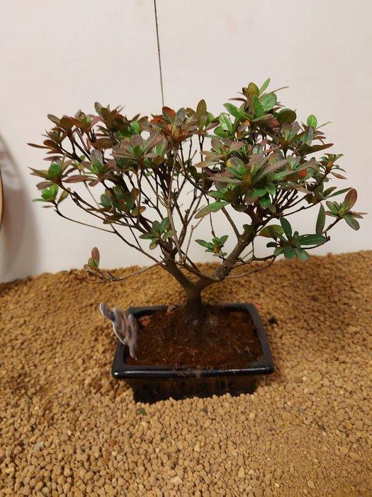 Azalea bonsai (Rhododendron) - Hoogte (boom): 23 cm - Diepte, Antiquités & Art, Curiosités & Brocante