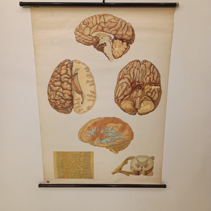 Deutsches Hygiene Museum Dresden - Carte murale anatomique -, Antiek en Kunst, Antiek | Wandborden en Tegels