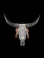 Pas denchère minimale - Crâne de buffle authentique, grand,