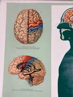 Educatieve anatomische wandplaat – Brain and Spinal Cord -