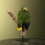 Blauwvoorhoofdamazone Taxidermie Opgezette Dieren By Max, Verzamelen, Ophalen of Verzenden, Nieuw, Vogel, Opgezet dier