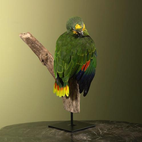 Blauwvoorhoofdamazone Taxidermie Opgezette Dieren By Max, Verzamelen, Dierenverzamelingen, Opgezet dier, Nieuw, Vogel, Ophalen of Verzenden