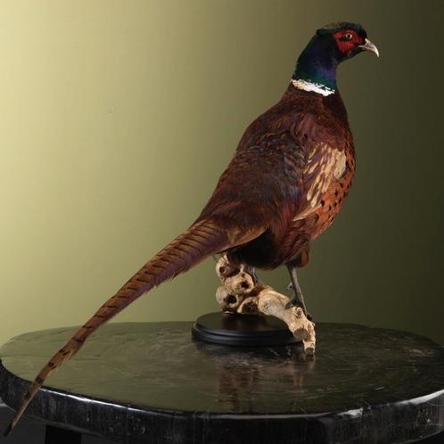 Fazant Taxidermie Opgezette Dieren By Max, Verzamelen, Dierenverzamelingen, Opgezet dier, Nieuw, Vogel, Ophalen of Verzenden