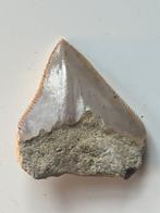 Megalodon-tand 4,9 cm - Fossiele tand - Carcharocles