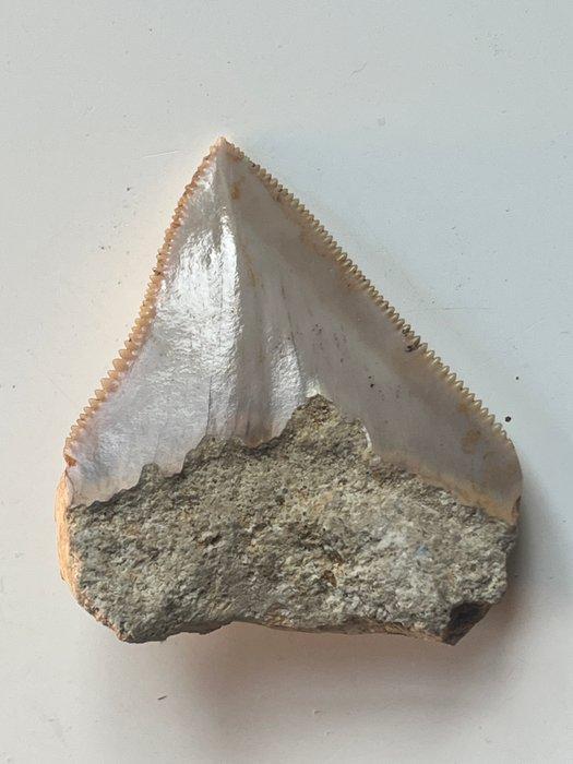 Megalodon-tand 4,9 cm - Fossiele tand - Carcharocles, Antiek en Kunst, Curiosa en Brocante