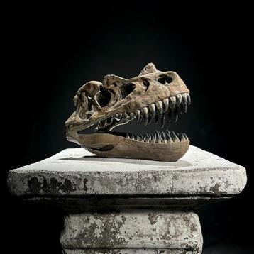 GEEN RESERVEPRIJS - Een replica van een dinosaurusschedel -