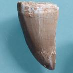 2 tanden van Mosasaurus Mosasaurier - Fossiele tand - 48 mm