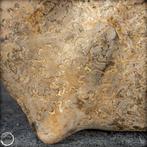 Zeldzame fossielen ammoniet-mamites nodosoïdes met, Verzamelen