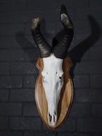 Hartebeest skull Schedel - Alcelaphus buselaphus - 31 cm -, Verzamelen, Nieuw