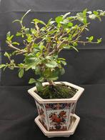 Fukien theeboom bonsai (Carmona retusa) - Hoogte (boom): 20