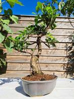 Bonsaï ficus à petites feuilles. - Hauteur (arbre) : 35 cm -, Antiek en Kunst, Curiosa en Brocante