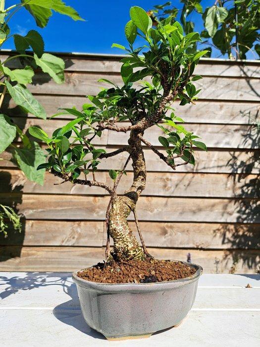 Bonsaï ficus à petites feuilles. - Hauteur (arbre) : 35 cm -, Antiek en Kunst, Curiosa en Brocante