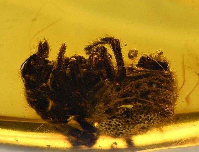 Baltisch barnsteen - Gedetailleerde Coleoptera (kevers), Collections, Minéraux & Fossiles