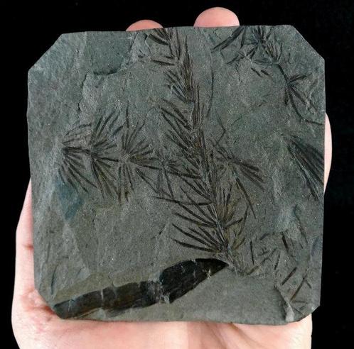 Fossiele plant met uitzonderlijke preservatie!! -, Verzamelen, Mineralen en Fossielen
