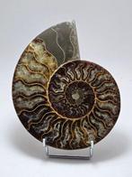 Ammoniet - Gefossiliseerd dier - Aioloceras (Cleoniceras)