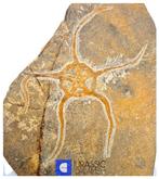 Grote en mooi bewaarde Ordovicische kraakster (Ophiura sp) -, Verzamelen