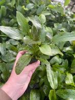 Echinodorus Ozelot Groen (Aquariumplanten), Dieren en Toebehoren, Verzenden, Nieuw, Plant(en), Steen of Hout