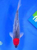 HQ Tancho Goshiki van Yamaju  31cm (Japanse Koi), Ophalen of Verzenden