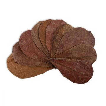 Catappa leaves 10 pcs, Dieren en Toebehoren, Vissen | Aquaria en Toebehoren, Verzenden, Nieuw