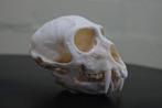 Vervet Monkey Skull - Bot - Chlorocebus pygerythrus - 0 cm -