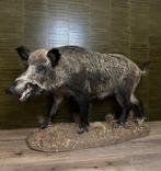 Sanglier Support de corps entier pour taxidermie - Sus, Nieuw