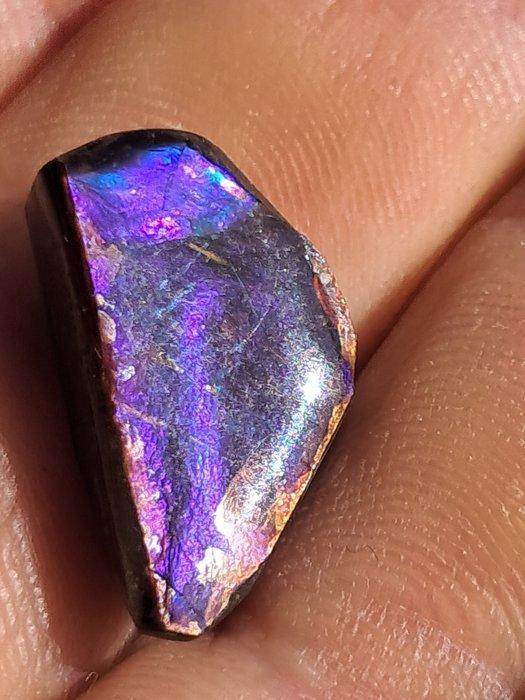 Ammoliet - Fossiel fragment - Placenticeras - 20 mm - 12 mm, Collections, Minéraux & Fossiles