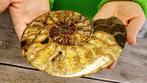 Ammoniet - Gefossiliseerd dier - Aioloceras (Cleoniceras)