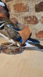 Mandarijnende eend - Taxidermie volledige montage - Aix, Nieuw