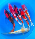 Hirasawa Marusei 45-55cm (Japanse Koi), Ophalen of Verzenden, Nieuw