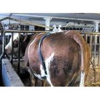 Heupkluister voor koeien model amerika - kerbl, Animaux & Accessoires
