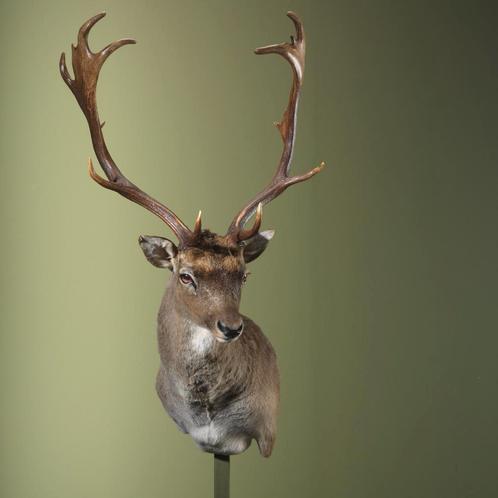 Damhert Taxidermie Opgezette Dieren By Max, Verzamelen, Dierenverzamelingen, Opgezet dier, Nieuw, Wild dier, Ophalen of Verzenden