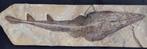 Vis - Fossiele matrix - Rhinobatos hakilensis pesce chitarra, Collections, Minéraux & Fossiles