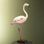 Rode Flamingo Taxidermie Opgezette Dieren By Max, Ophalen of Verzenden, Nieuw, Vogel, Opgezet dier