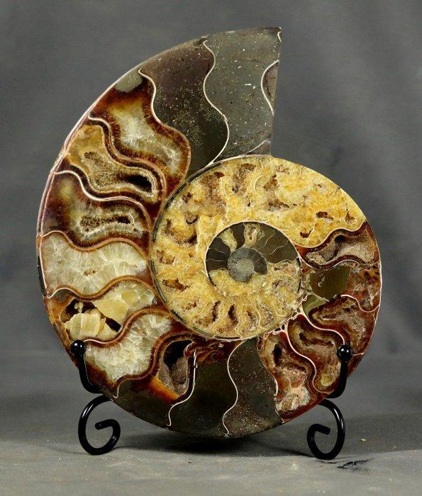 GROOTSTE !! Beste decoratieve ammonietsnede - met elegante, Collections, Minéraux & Fossiles