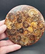 Ammoniet - Gefossiliseerde schelp - Cleoniceras sp. - 11.6, Verzamelen, Mineralen en Fossielen