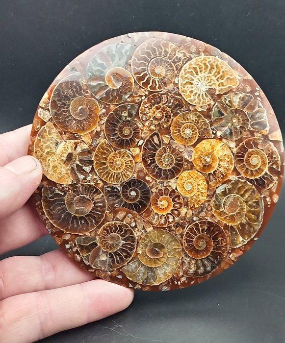 Ammoniet - Gefossiliseerde schelp - Cleoniceras sp. - 11.6, Verzamelen, Mineralen en Fossielen