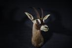 Roanantilope Schedel - Hippotragus equinus - 70 cm - 100 cm, Verzamelen, Dierenverzamelingen, Nieuw