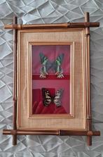 Vlinder Taxidermie volledige montage - 2 urania - 1 graphium, Nieuw