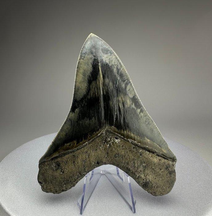 Megalodon - Fossiele tand - 12 cm - 8 cm, Verzamelen, Mineralen en Fossielen