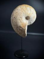 Jurassic Franse Nautilus - Gefossiliseerde schelp