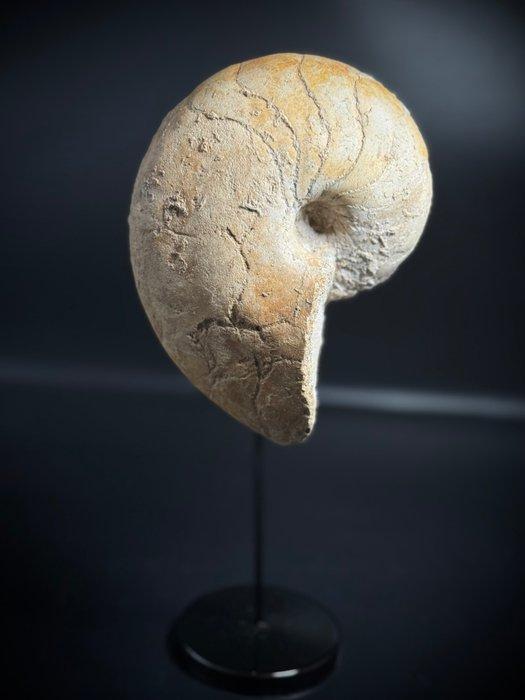 Jurassic Franse Nautilus - Gefossiliseerde schelp, Collections, Minéraux & Fossiles